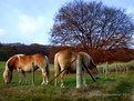 Picture Title - Two Horses...