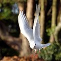 Picture Title - Seagull In Flight