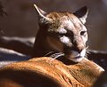 Picture Title - Cougar Close-Up