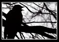 Picture Title - black bird