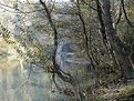 Picture Title - tree&water