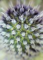 Picture Title - thistle head