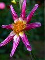 Picture Title - Simple Dahlia