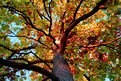 Picture Title - Colors in Trees
