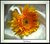 Gerbera Daisy