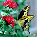 Picture Title - Butterfly #4a