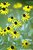 Black Eyed Susans