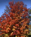 Picture Title - Orange tree