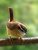 A Carolina Wren