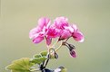 Picture Title - Geranium