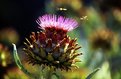 Picture Title - Plant greeting bugs