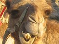 Picture Title - smiling camel