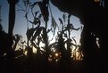 Picture Title - corn field