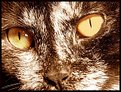 Picture Title - Magic yellow eyes
