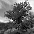 Picture Title - Old Tree B&W
