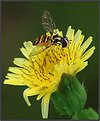 Picture Title - Hover Fly