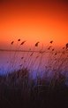 Picture Title - Reed Bed