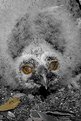 Picture Title - Little owl