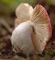 Picture Title - mushroom 001