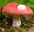 mushroom 005