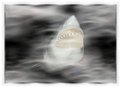 Picture Title - 'shark bait'