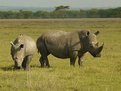 Picture Title - Rhinos of Kenya