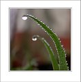 Picture Title - The waterdrops