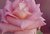 Wet Pink Rose Closeup