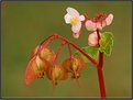 Picture Title - Begonia