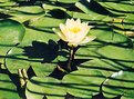 Picture Title - lilly