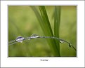 Picture Title - Morning dew