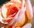 Ode to Rose