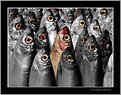 Picture Title - Special one!
