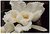 White Orchid