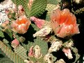 Picture Title - Cactus Flowers
