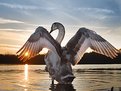 Picture Title - Young Swan and Young Sun