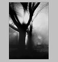 Picture Title - TREE