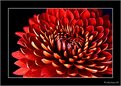 Picture Title - Chrysanthemum - 33