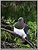 New Zealand Wood Pigeon