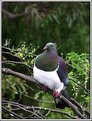 Picture Title - New Zealand Wood Pigeon