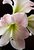 Amaryllis