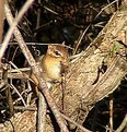 Picture Title - chipmunk