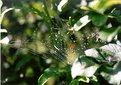 Picture Title - Spider Catches the Dew...