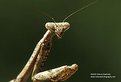 Picture Title - Praying mantis